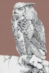 (image for) Owl on Glove